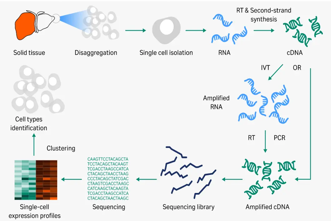 Overview of the single-cell sequencing workflow