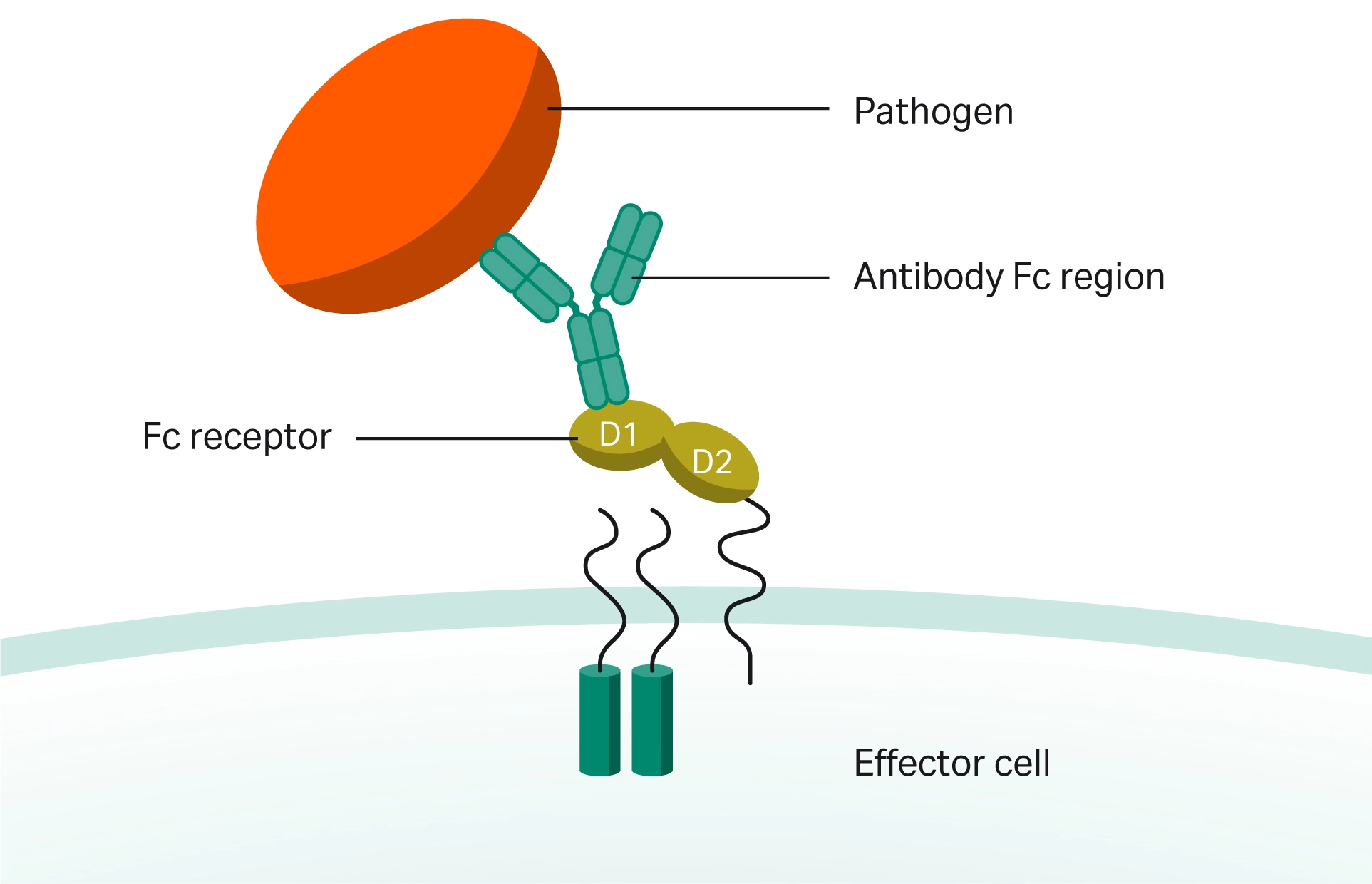Antibody interaction of Fc receptors