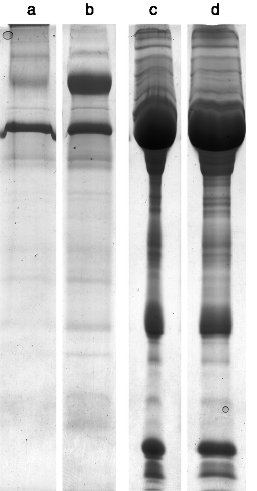SDS-PAGE Clean-Up Kit