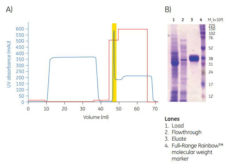Elution profile of N-terminal histidine-tagged