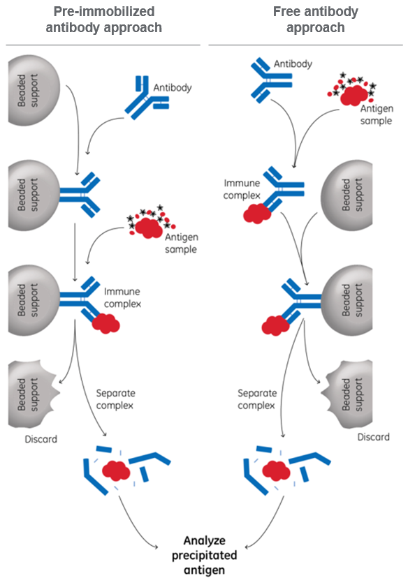 snalyzing precipitated antigens