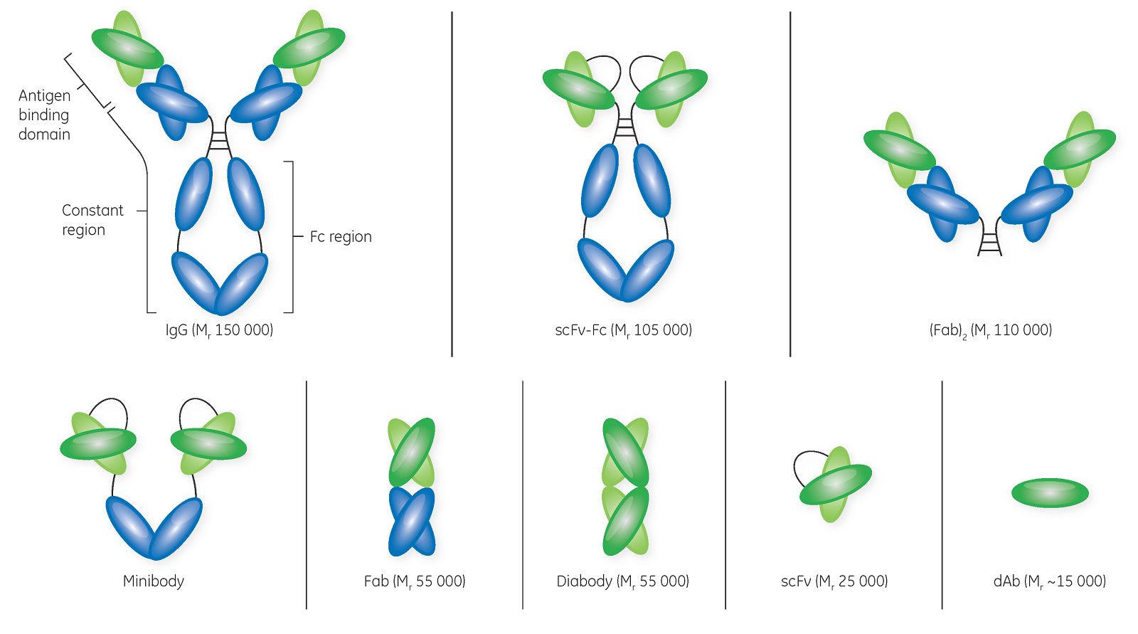 Protein engineering technologies are producing increasingly diverse therapeutic proteins such as whole antibodies, antibody fragments, and fusion proteins like bispecific antibodies.