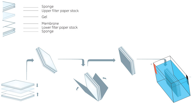 wet_transfer_sandwich_Fig1