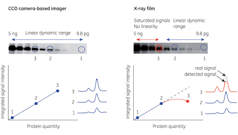 western blot quantification imagej and ccd imager