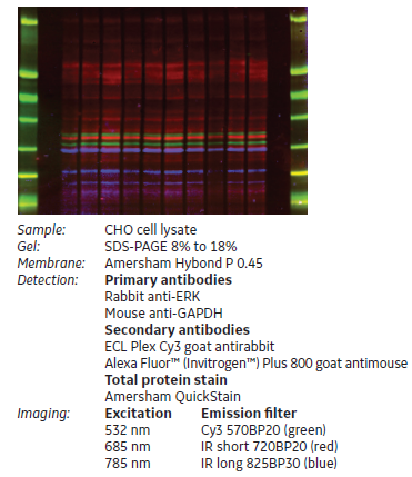 Triplex protein detection with total protein normalization fluorescent western blot principle