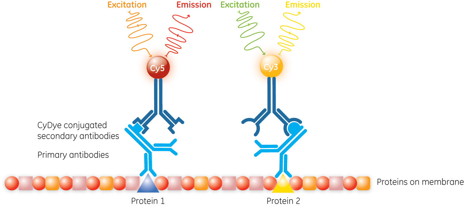 Detection of multiple protein molecules Fluorescent Western blot Cytiva
