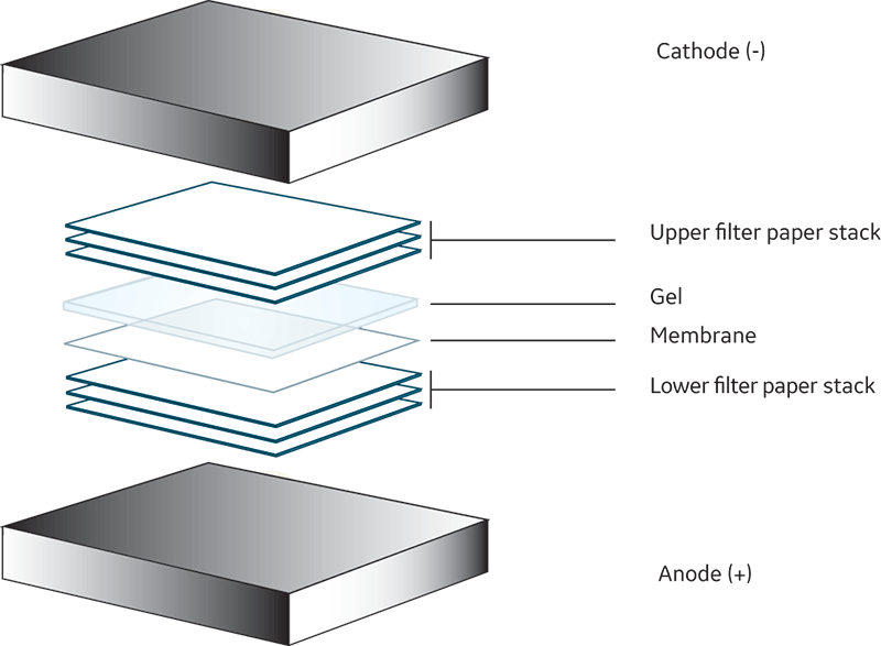 Typical semidry transfer setup diagram western blot