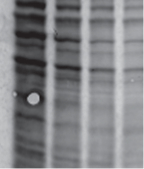 air bubbles photo between blotting paper gel an membrane western transfer