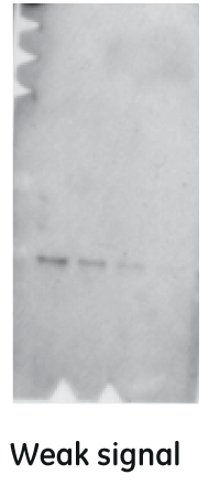 Weak signal in Western blotting.