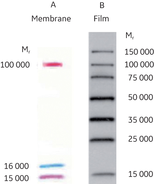Choosing molecular markers for polyacrylamide gel electrophoresis