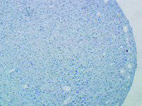 HyClone™ AdvanceSTEM human somatic stem cell media