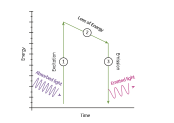 Florescence detector wavelengths graph loss of energy western blot