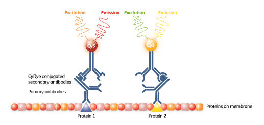 protein molecules on membrane primary antibodies western blot