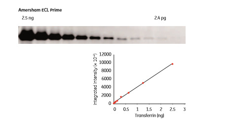 western blot using CCD-based imagequant