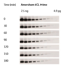 Amersham ECL Prime reagent addition western blot imager