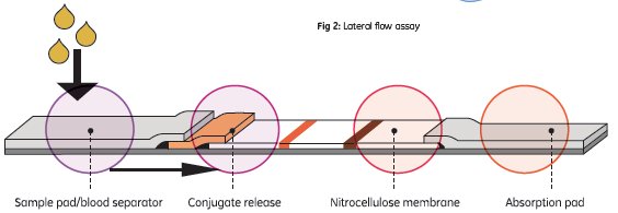 Lateral flow blood separator