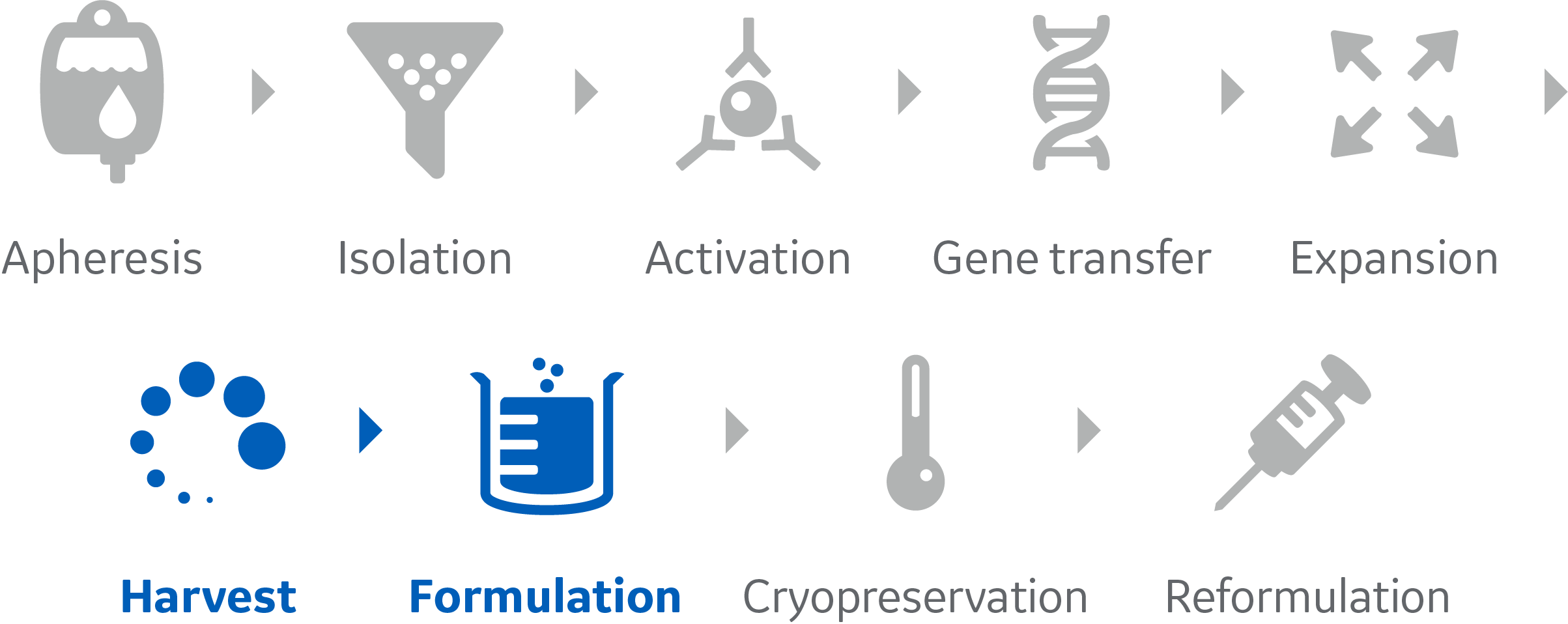 Cell therapy cell processing workflow with cell harvesting and final formulation steps highlighted. Transparent background.