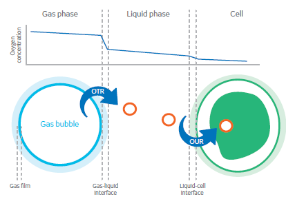 生物反应器中的氧气通过细胞培养基转移至细胞