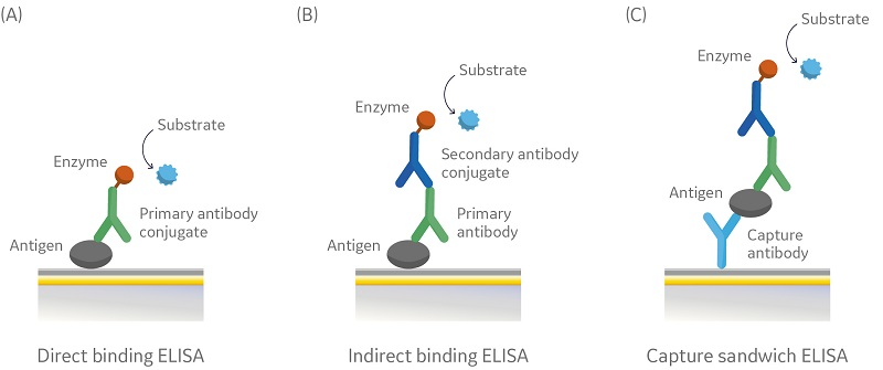 Converting (transfer) from ELISA to Biacore assay