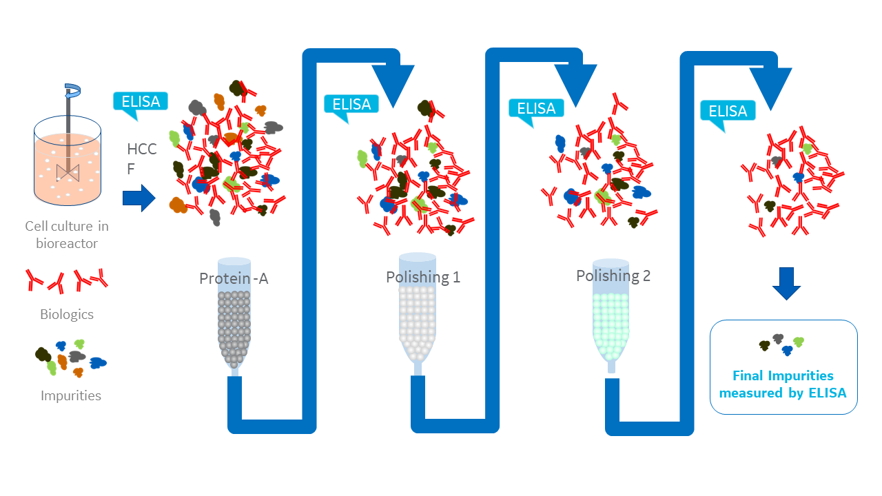 Biologics process development workflow showing multiple HCP ELISA uses