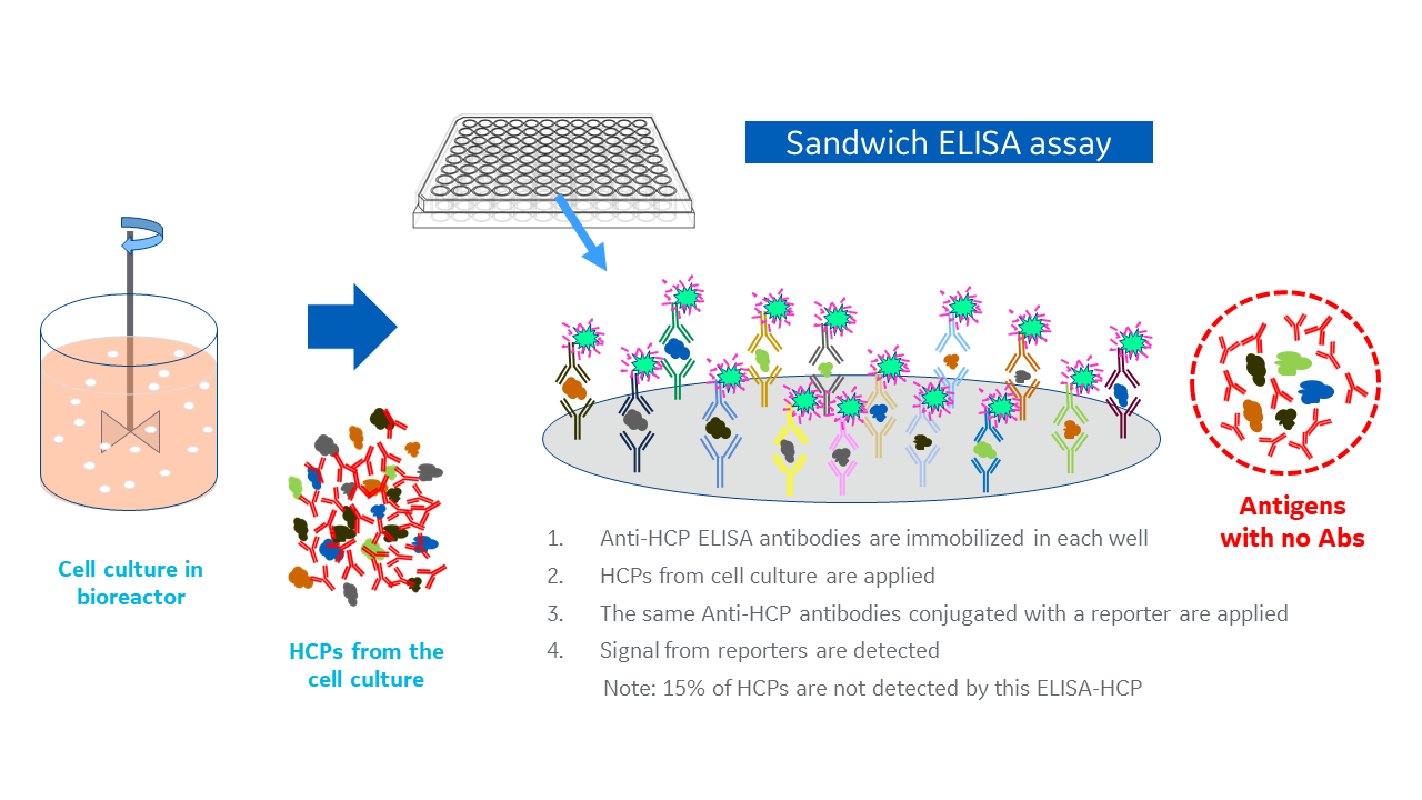 Sandwich ELISA steps for host cell protein quantitation