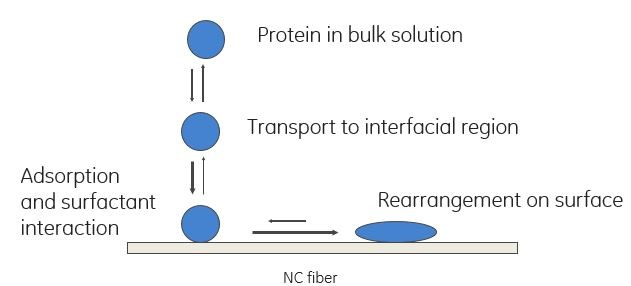 Schematic representation of protein binding to an NC membrane in a lateral flow immunoassay