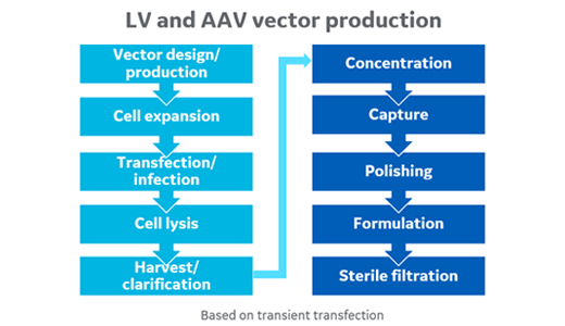 lentivirus AAV production workflow transient