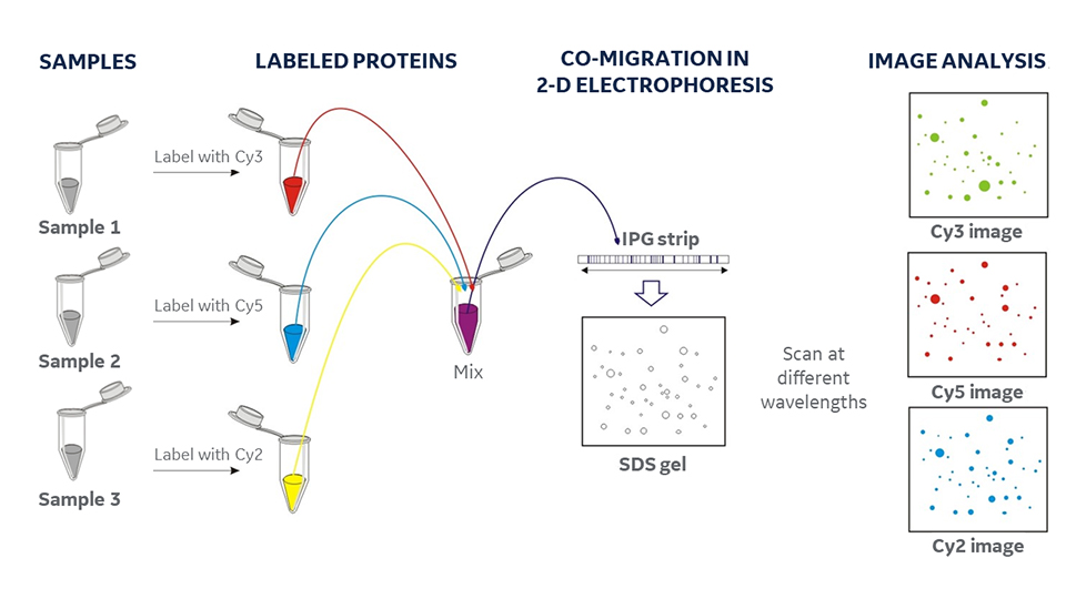 Western blot and general differential gel electrophoresis (DIGE) workflow