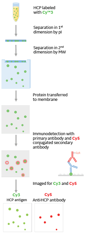 2D differential in blot electrophoresis (2D-DIBE) workflow and representative example of imaging and analysis by Melanie software