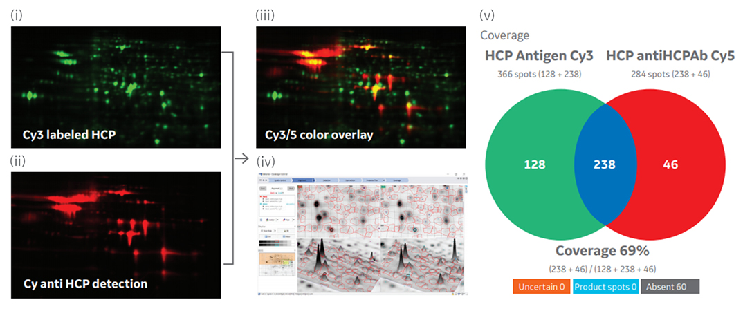 2D differential in blot electrophoresis (2D-DIBE) workflow and representative example of imaging and analysis by Melanie software
