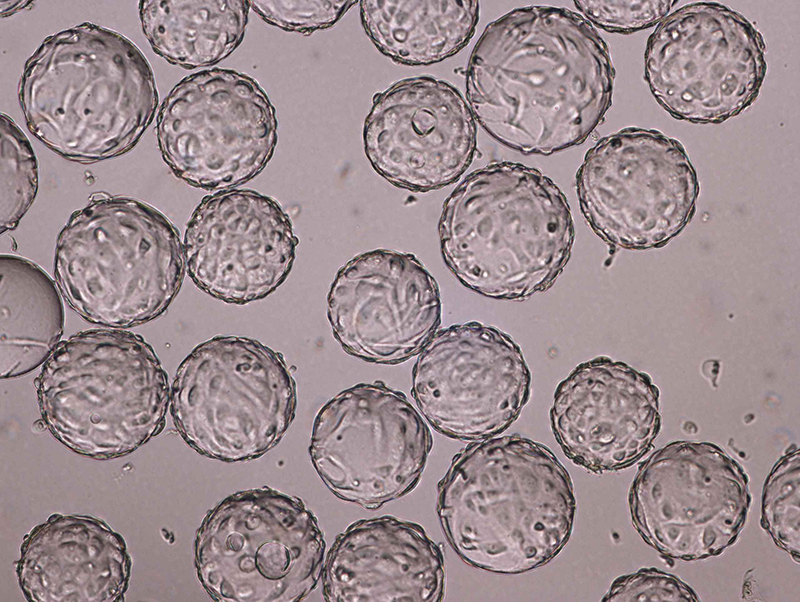Participants in the Fast Trak vaccine development training learned how to culture Vero cells on microcarriers.