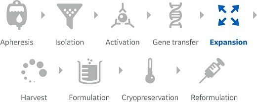 General cell processing workflow with expansion highlighted