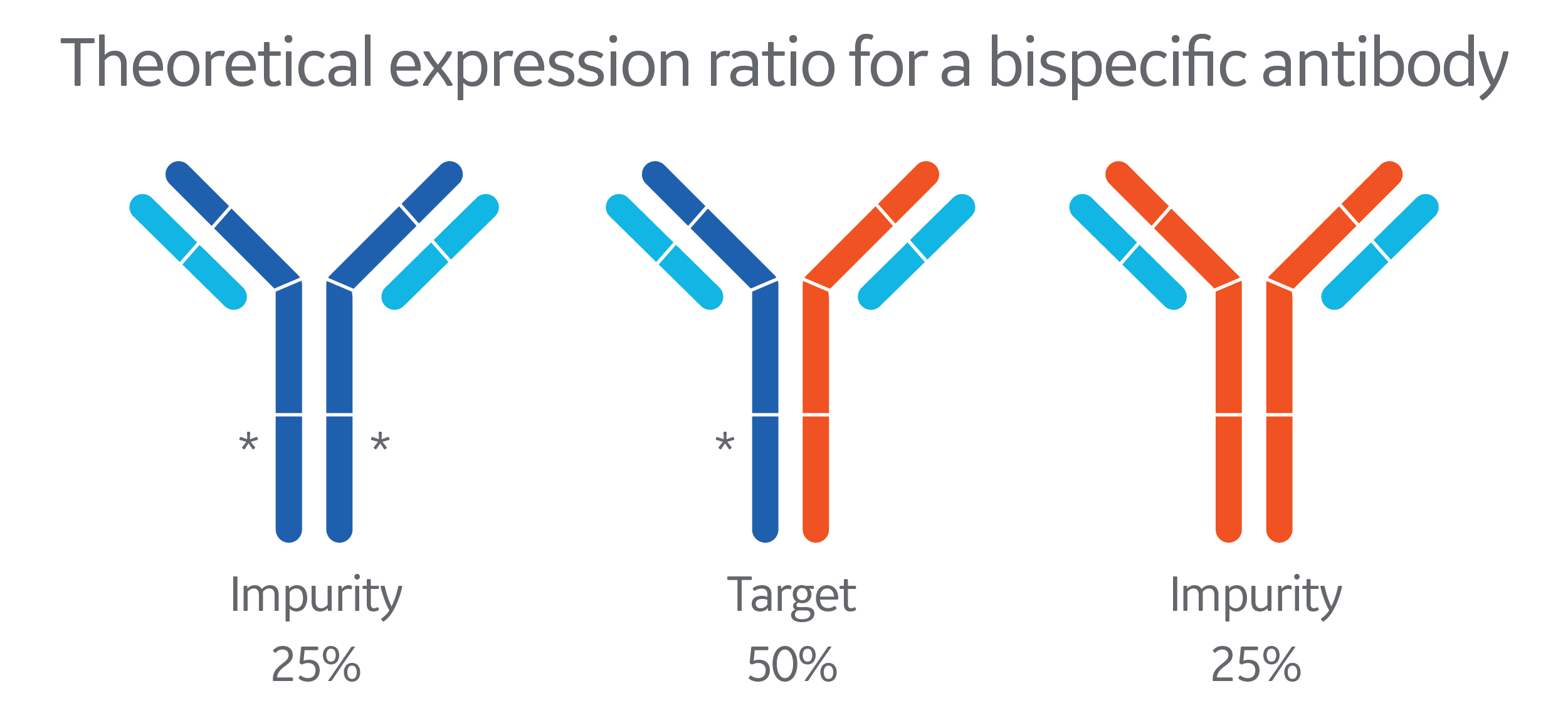 Diagram of the theoretical expression ration for a bispecific antibody