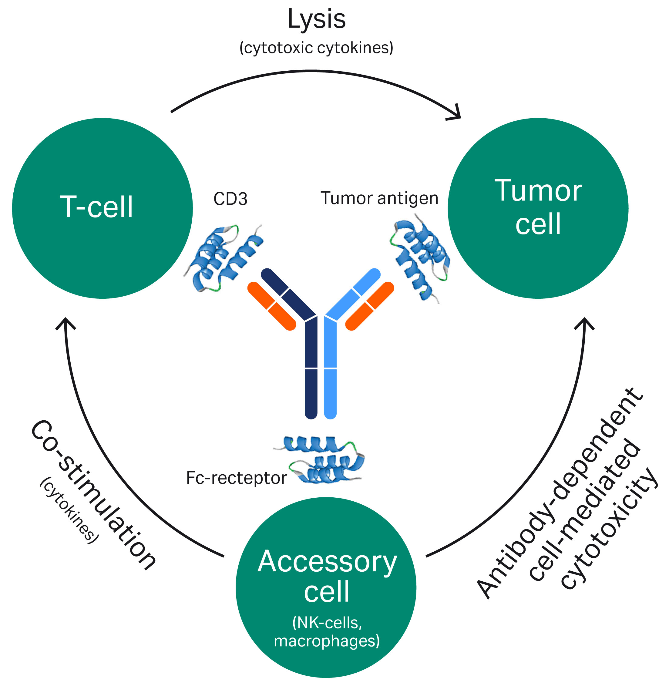 Bispecific antibodies bind simultaneously to two or more antigens such as tumor cells and natural-killer cells.