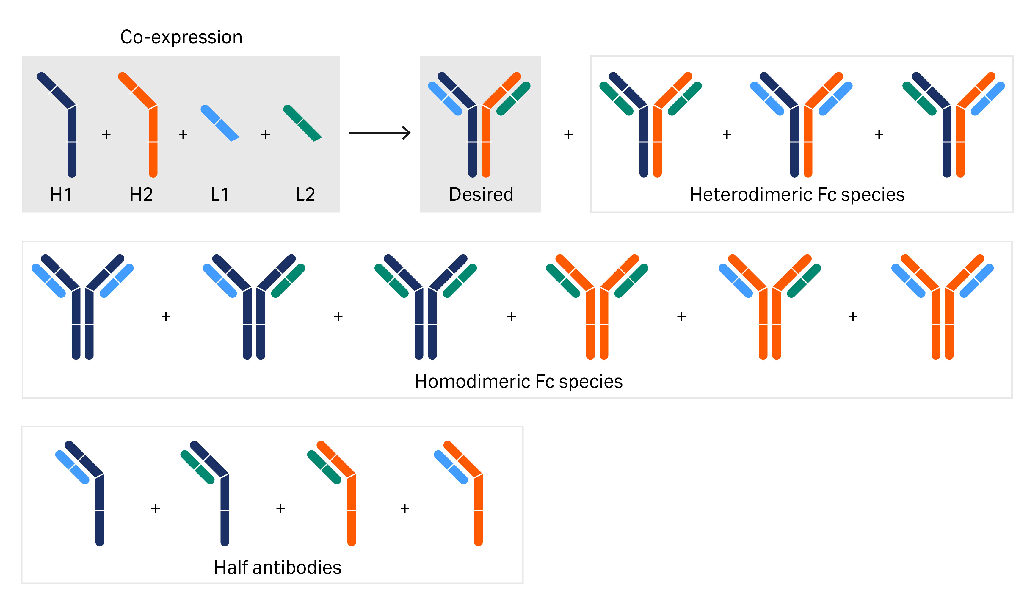 The building blocks and the numerous different genetically engineered variants of bispecific antibodies.