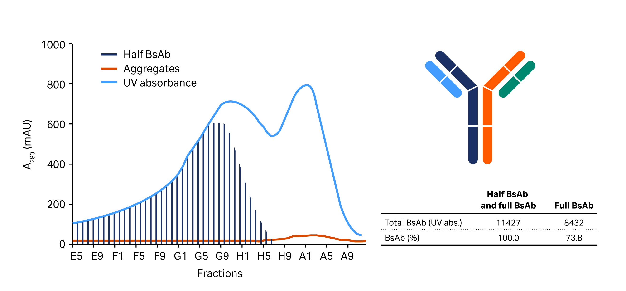 Chromatograms verifying the capture step of bispecific antibody construct/candidates.