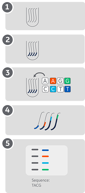Workflow describing the Sanger sequencing method with fluorescent labelling and detection on one lane