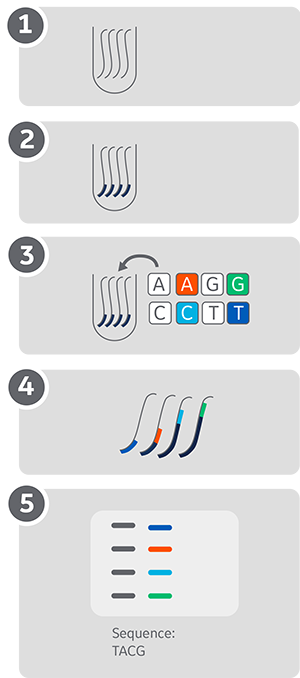 Workflow describing the Sanger sequencing method with fluorescent labelling and detection on one lane
