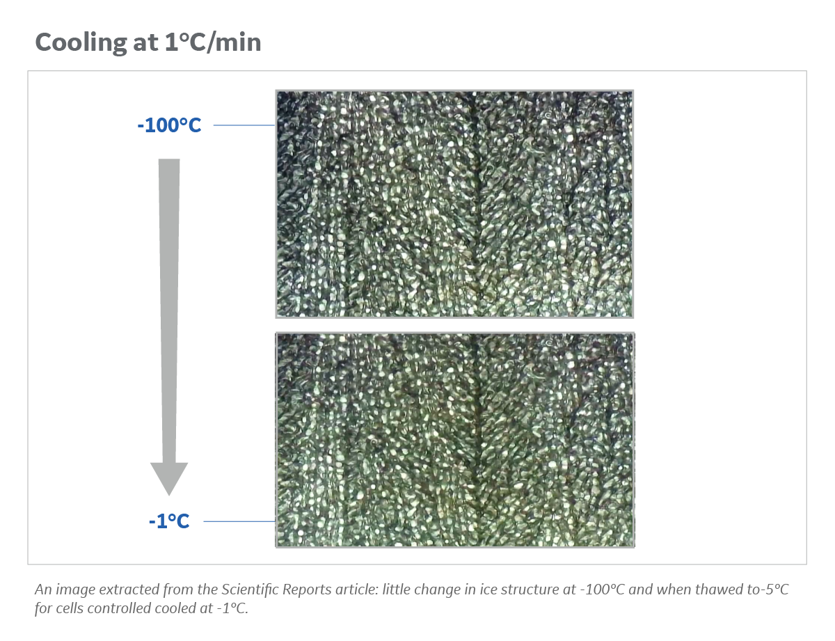 Little change in ice structure of T cells control cooled at 1C per minute and thawed at 37C.
