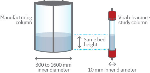 Illustration of how a small-scale chromatography column can be used in viral clearance scale-down studies.