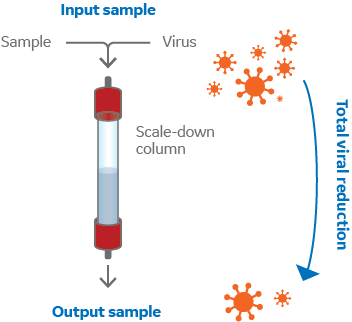 Illustration of a viral clearance study of a chromatography step.