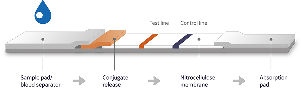 Lateral Flow assay example with nitrocellulose membrane