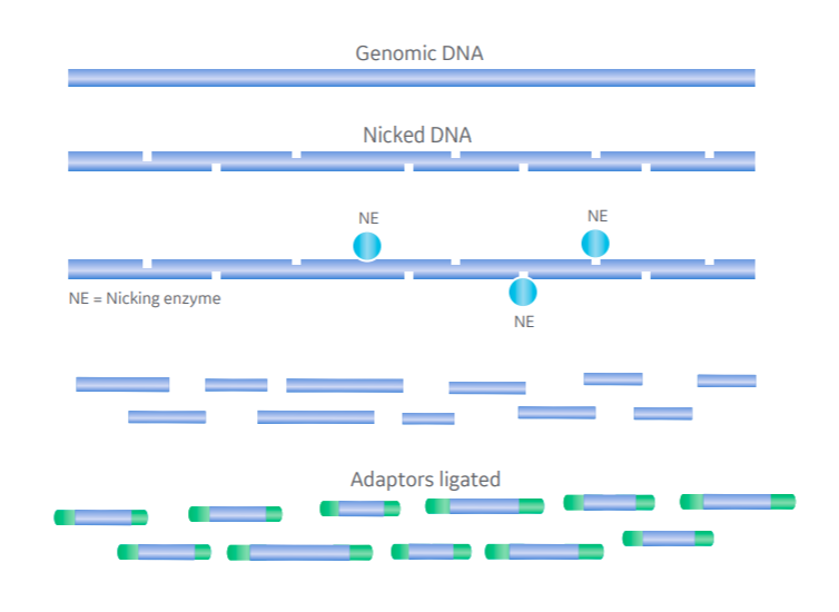 Comparison of restriction endonuclease- and nicking enzyme-based DNA fragmentation for NGS.