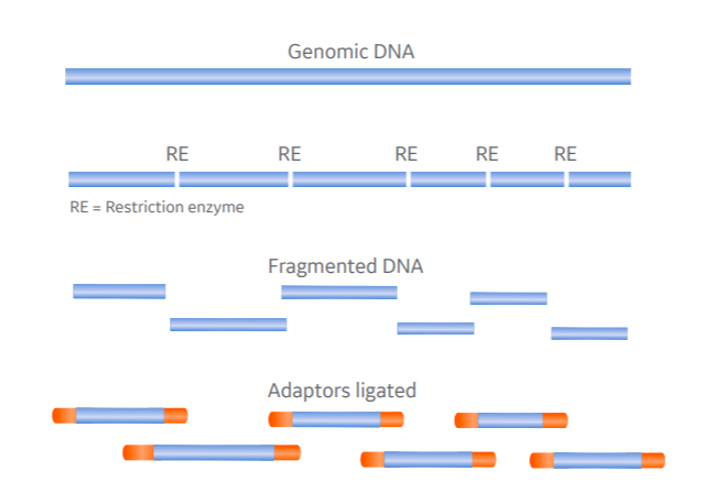 Comparison of restriction endonuclease- and nicking enzyme-based DNA fragmentation for NGS.
