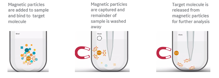 Principle of magnetic bead-based normalization of DNA libraries.