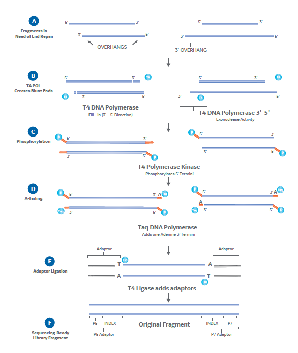 The enzymes making the cut in NGS library preparation Cytiva