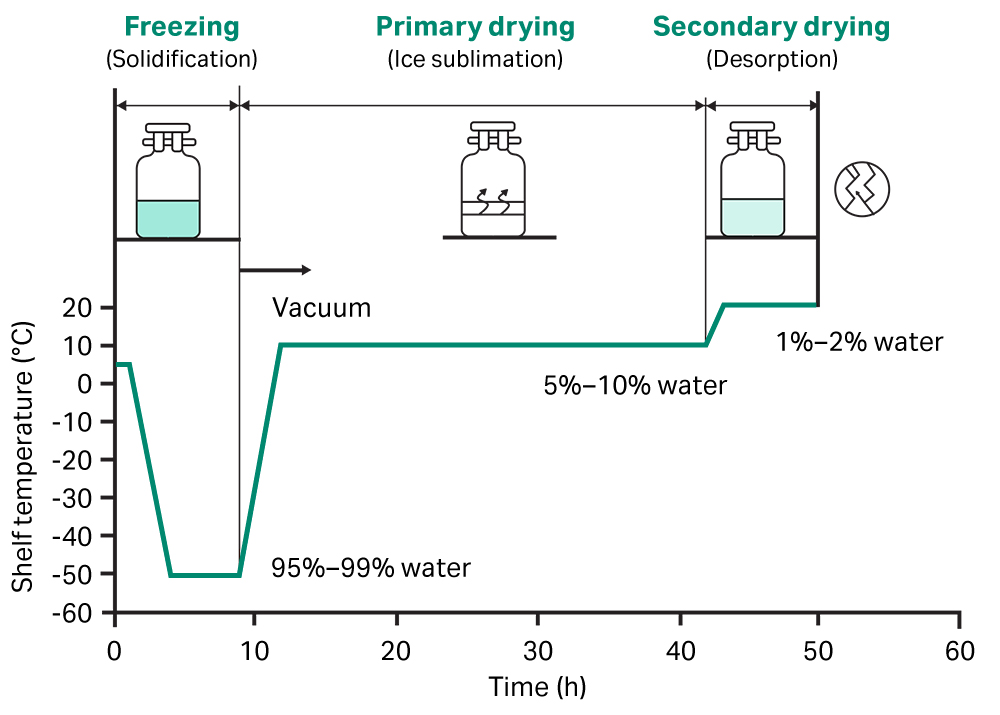 Three-stage process of lyophilization or freeze drying