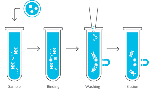The principle of magnetic beads for nucleic acid isolation