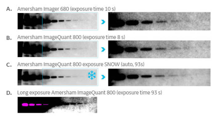 对蛋白质印迹采用传统成像模式方法和 SNOW 成像模式方法的结果比较。
