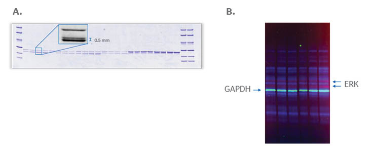 Differentiating between closely-spaced bands and multiplexing by fluorescence on ImageQuant 800 CCD imager